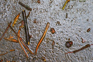 Yağmurdan sonra Sonbahar Gösterimler