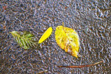 Yağmurdan sonra Sonbahar Gösterimler
