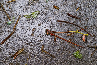 Yağmurdan sonra Sonbahar Gösterimler