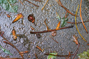 Yağmurdan sonra Sonbahar Gösterimler