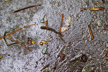 Yağmurdan sonra Sonbahar Gösterimler