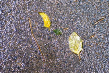 Yağmurdan sonra Sonbahar Gösterimler