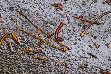 Yağmurdan sonra Sonbahar Gösterimler