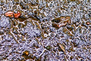 Yağmurdan sonra Sonbahar Gösterimler