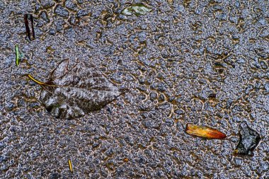 Yağmurdan sonra Sonbahar Gösterimler