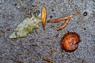 Yağmurdan sonra Sonbahar Gösterimler