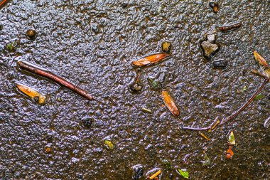 Yağmurdan sonra Sonbahar Gösterimler