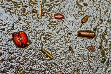 Yağmurdan sonra Sonbahar Gösterimler