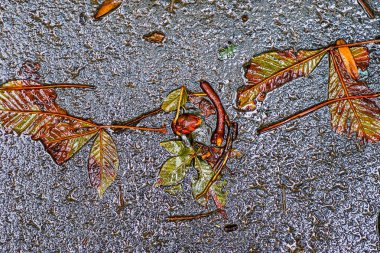 Yağmurdan sonra Sonbahar Gösterimler