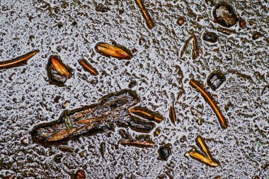 Yağmurdan sonra Sonbahar Gösterimler