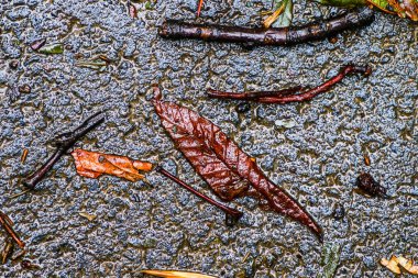 Yağmurdan sonra Sonbahar Gösterimler