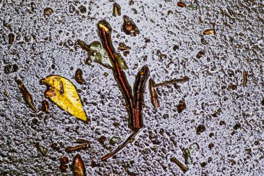 Yağmurdan sonra Sonbahar Gösterimler