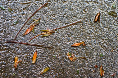 Yağmurdan sonra Sonbahar Gösterimler