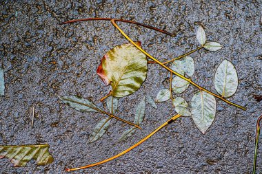 Yağmurdan sonra Sonbahar Gösterimler
