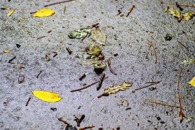 Yağmurdan sonra Sonbahar Gösterimler