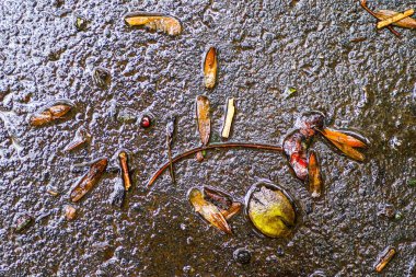 Yağmurdan sonra Sonbahar Gösterimler