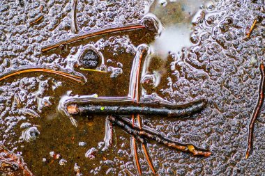 Yağmurdan sonra Sonbahar Gösterimler