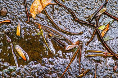 Yağmurdan sonra Sonbahar Gösterimler