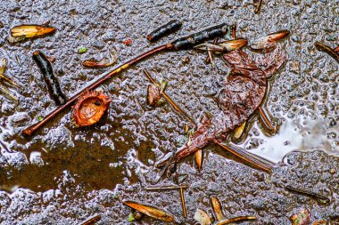 Yağmurdan sonra Sonbahar Gösterimler