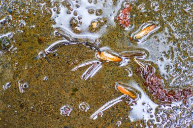 Yağmurdan sonra Sonbahar Gösterimler