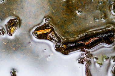 Yağmurdan sonra Sonbahar Gösterimler