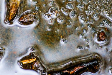 Yağmurdan sonra Sonbahar Gösterimler