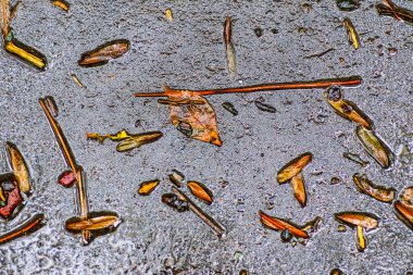 Yağmurdan sonra Sonbahar Gösterimler