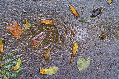 Yağmurdan sonra Sonbahar Gösterimler