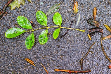 Yağmurdan sonra Sonbahar Gösterimler