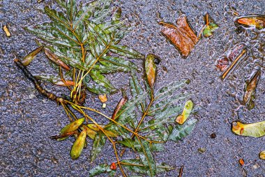 Yağmurdan sonra Sonbahar Gösterimler