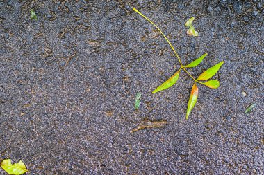 Yağmurdan sonra Sonbahar Gösterimler