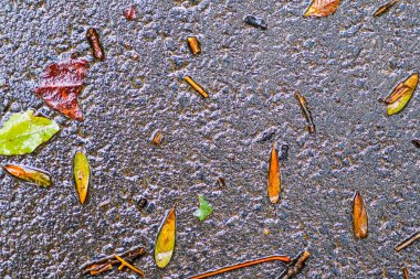 Yağmurdan sonra Sonbahar Gösterimler