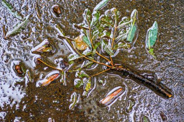 Yağmurdan sonra Sonbahar Gösterimler