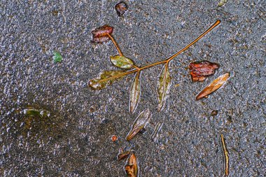 Yağmurdan sonra Sonbahar Gösterimler