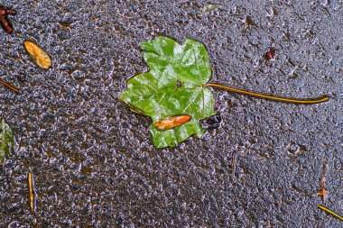 Yağmurdan sonra Sonbahar Gösterimler