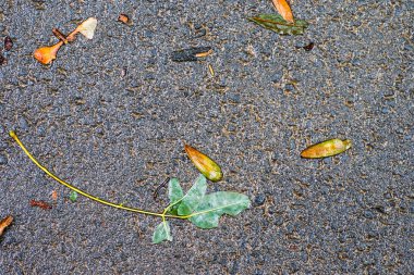 Yağmurdan sonra Sonbahar Gösterimler