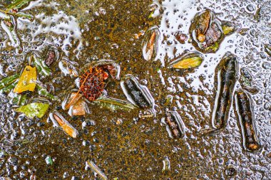 Yağmurdan sonra Sonbahar Gösterimler