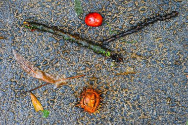 Yağmurdan sonra Sonbahar Gösterimler