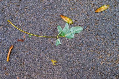 Yağmurdan sonra Sonbahar Gösterimler