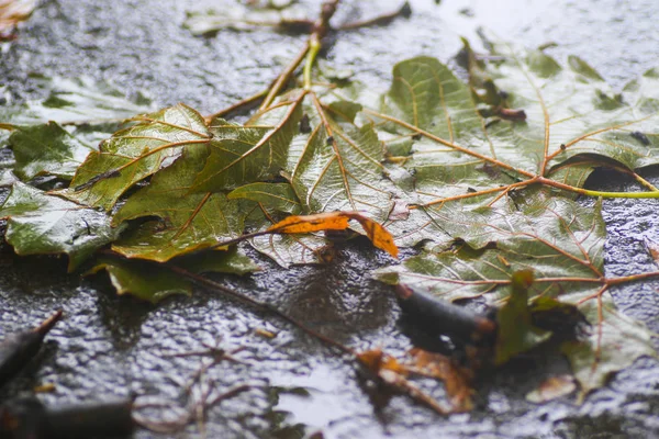 Yağmurdan sonra Sonbahar Gösterimler