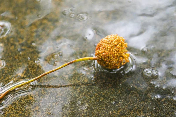 Yağmurdan sonra Sonbahar Gösterimler