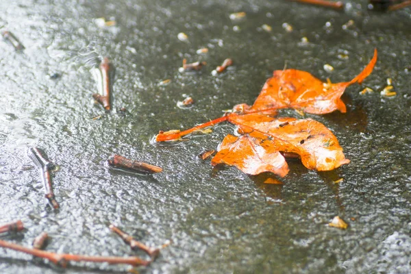Yağmurdan sonra Sonbahar Gösterimler