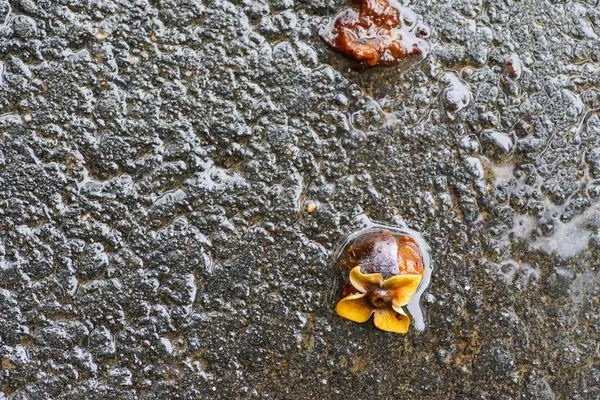 Yağmurdan sonra Sonbahar Gösterimler