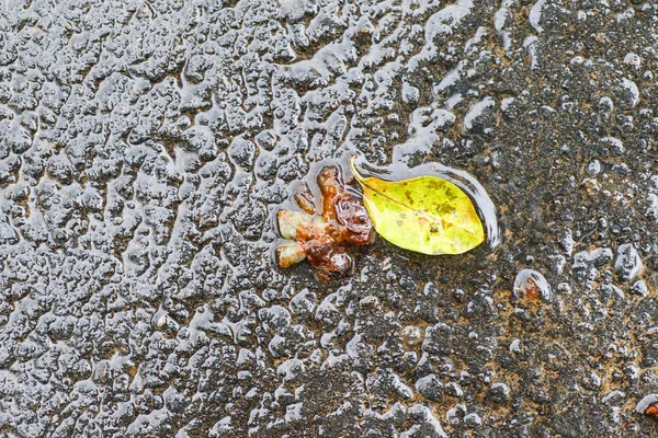 Autumn impressions after the rain — Stock Photo, Image