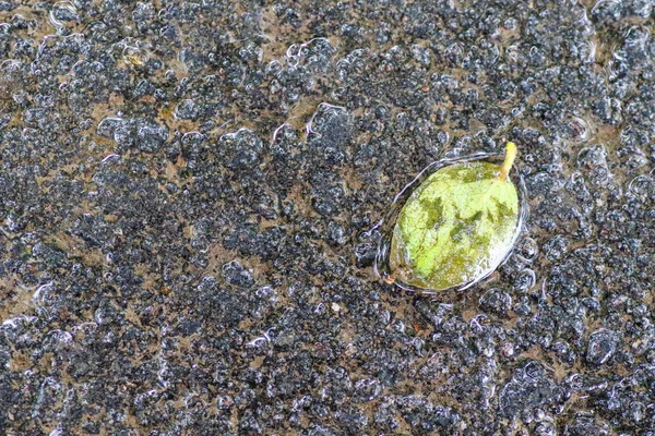 Yağmurdan sonra Sonbahar Gösterimler