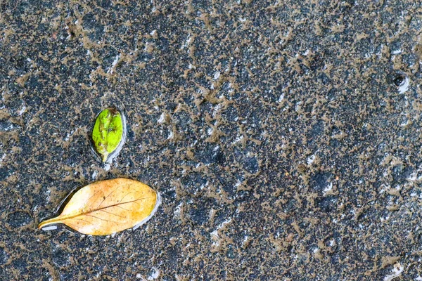 Impressions d'automne après la pluie — Photo