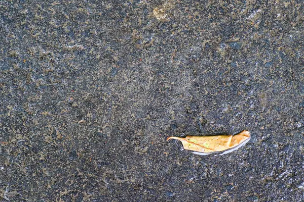 Yağmurdan sonra Sonbahar Gösterimler