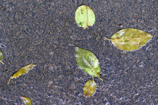 Autumn impressions after the rain — Stock Photo, Image