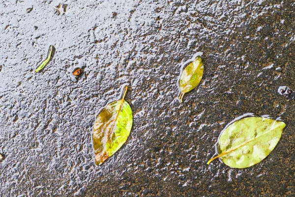 Yağmurdan sonra Sonbahar Gösterimler