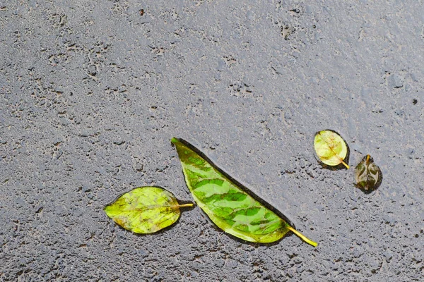 Yağmurdan sonra Sonbahar Gösterimler